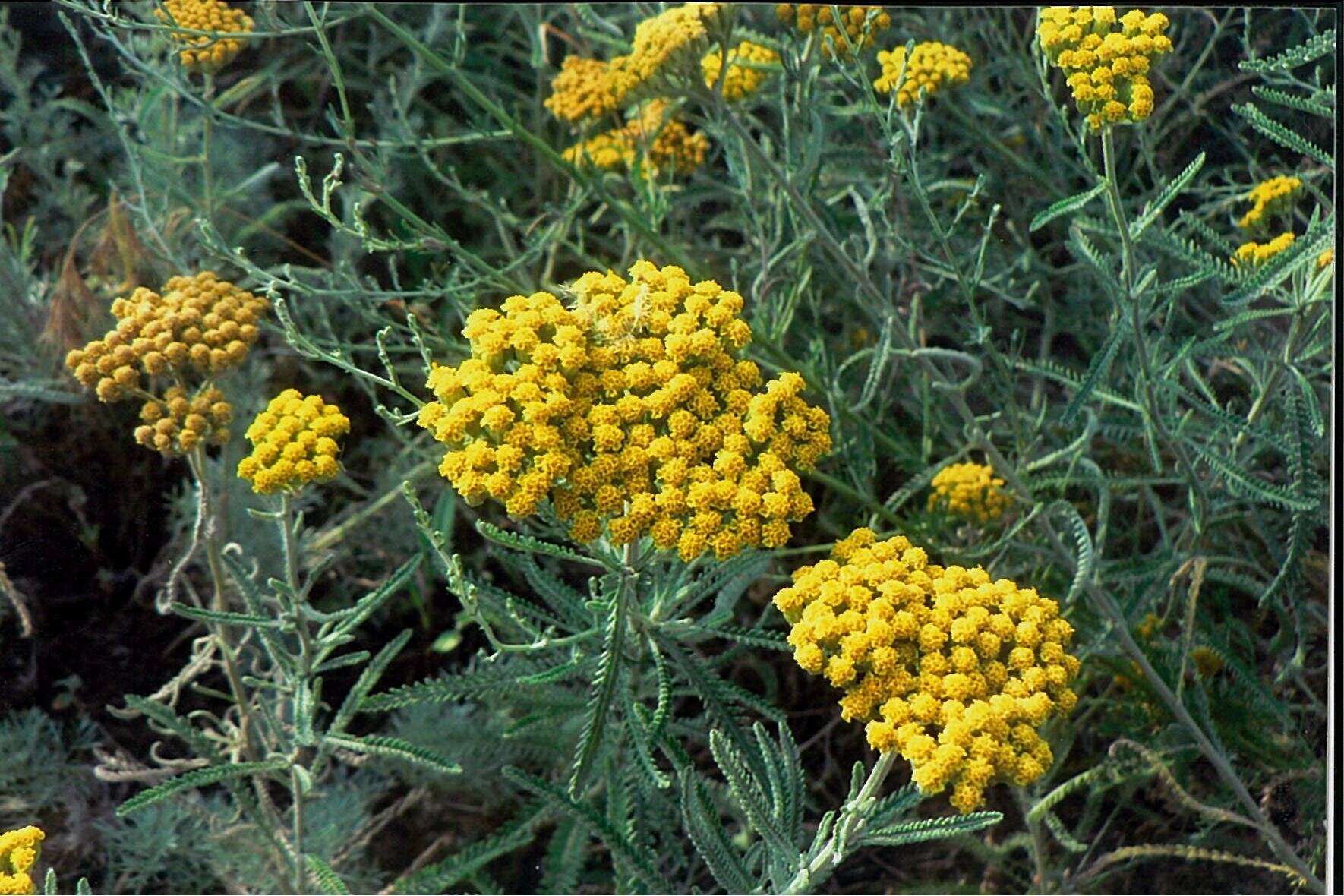 Image of Achillea micrantha Willd.