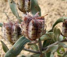 Слика од Fritillaria karelinii (Fisch. ex D. Don) Baker