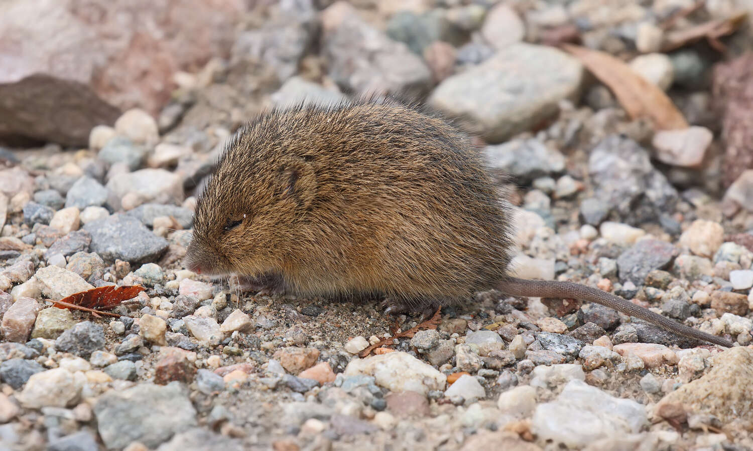 Image of red hocicudo