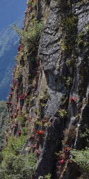 Image of Tillandsia machupicchuensis Gouda & J. Ochoa