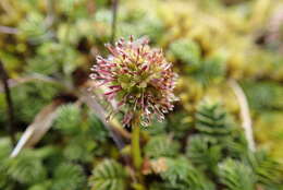 Plancia ëd Acaena minor var. antarctica (Cockayne) Allan