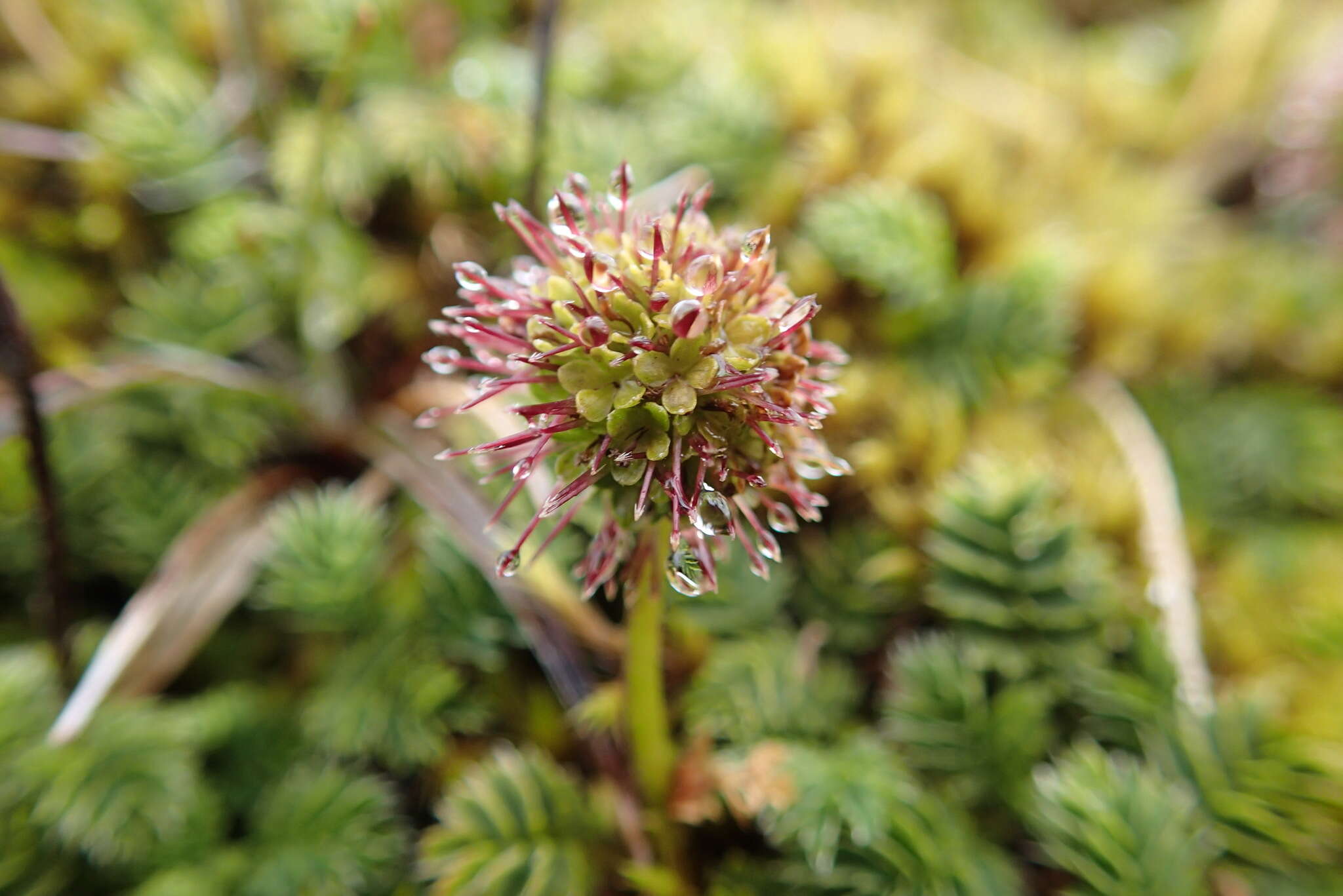 Plancia ëd Acaena minor var. antarctica (Cockayne) Allan