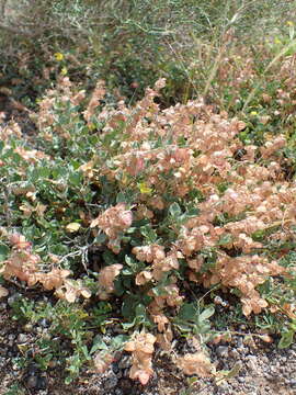 Image of Helianthemum canariense (Jacq.) Pers.