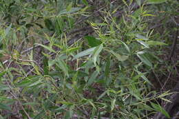 Image of red willow