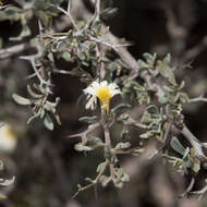 Imagem de Scaevola spinescens R. Br.