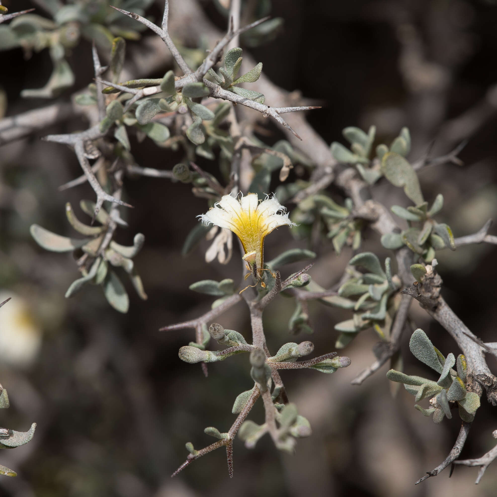 Image of Scaevola spinescens R. Br.