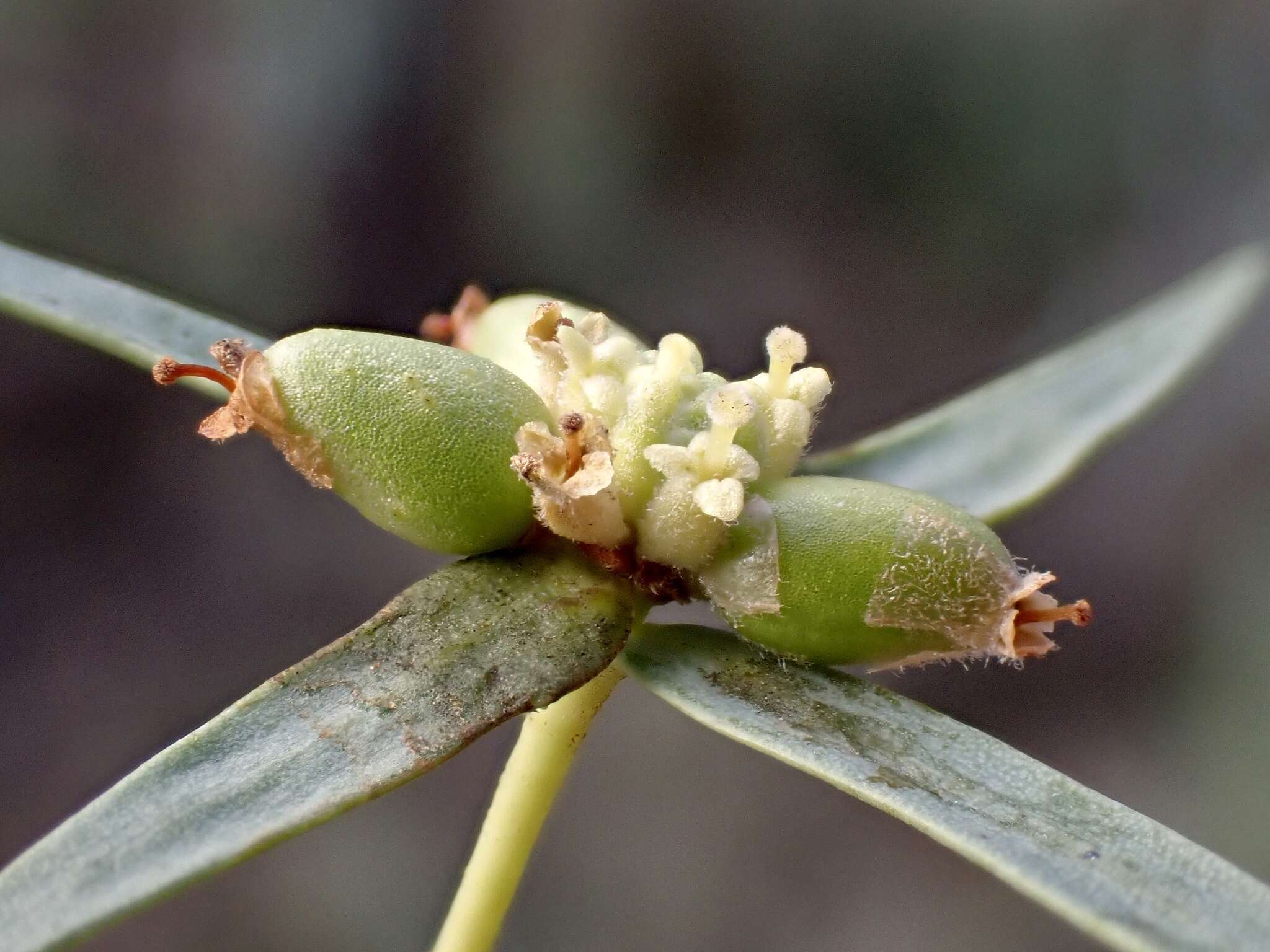 Image of Pimelea microcephala subsp. microcephala