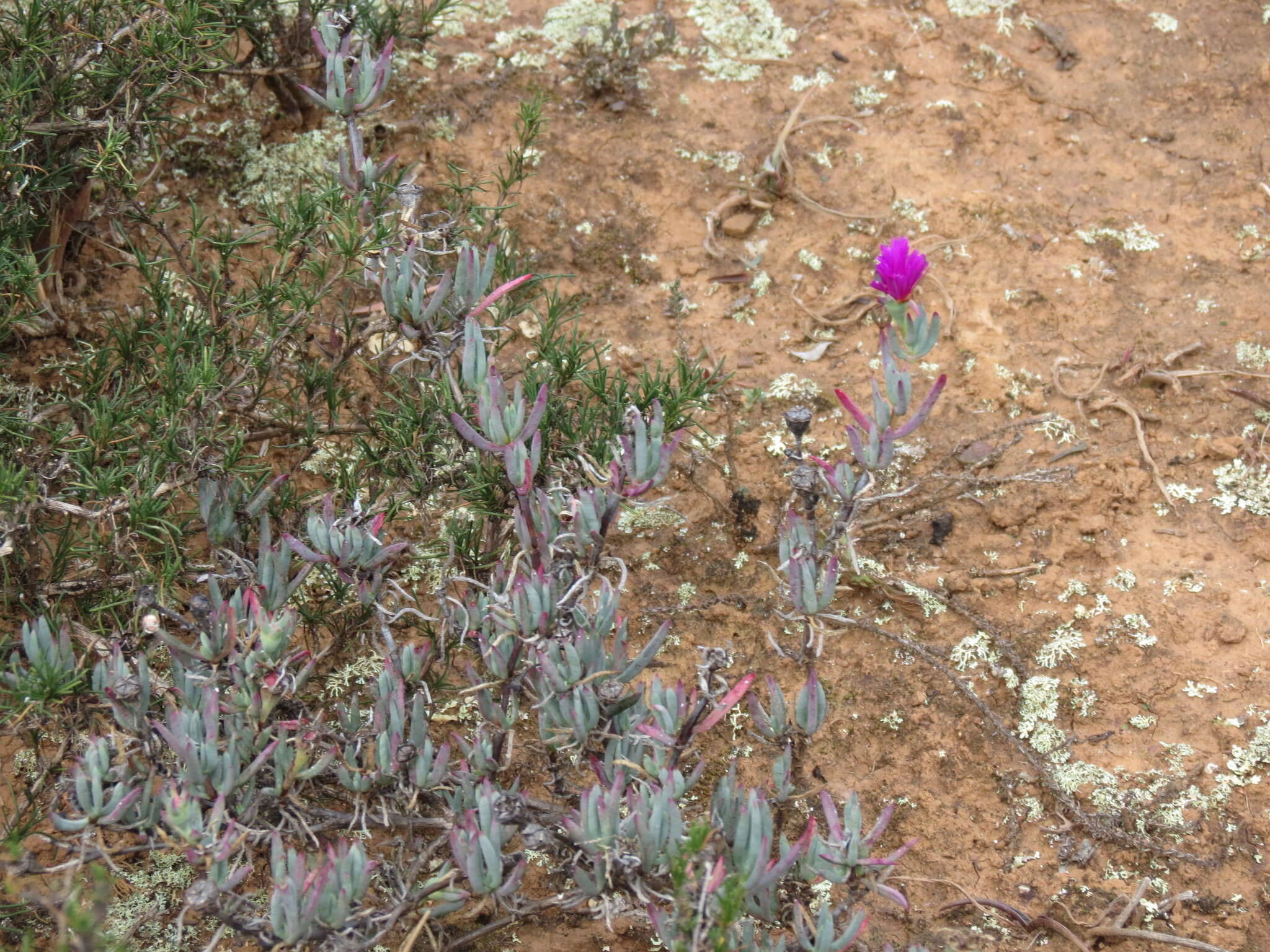 Image of Lampranthus stayneri (L. Bol.) N. E. Br.