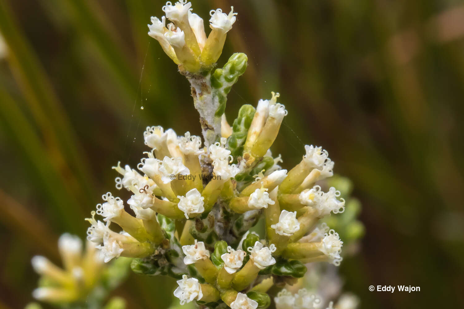 Image of Ozothamnus hookeri Sond.