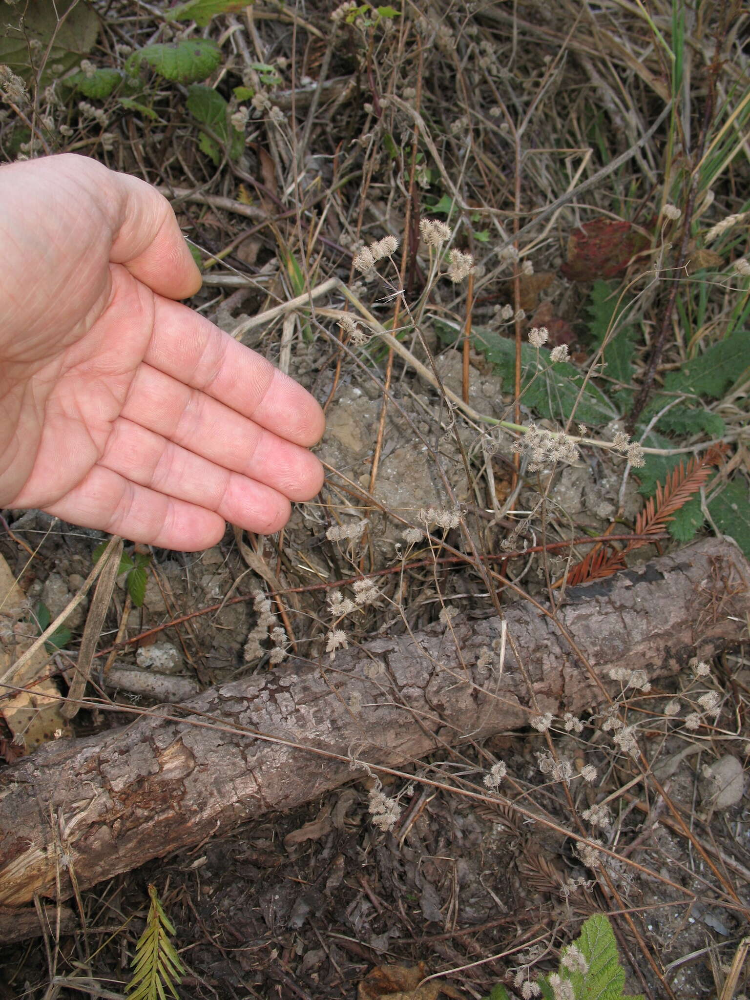 Image of spreading hedgeparsley