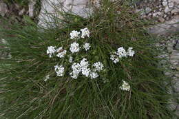 Image of alpine hutchinsia