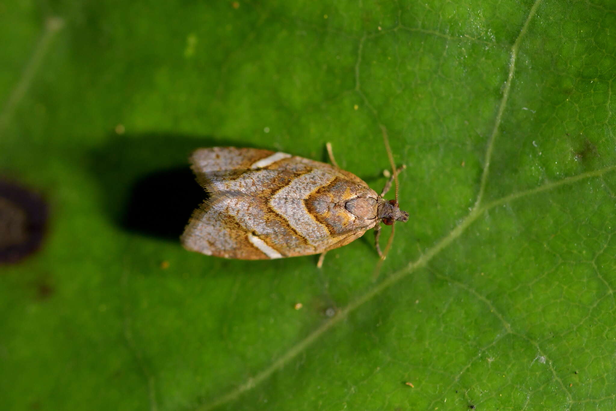 Image of Ecclitica torogramma