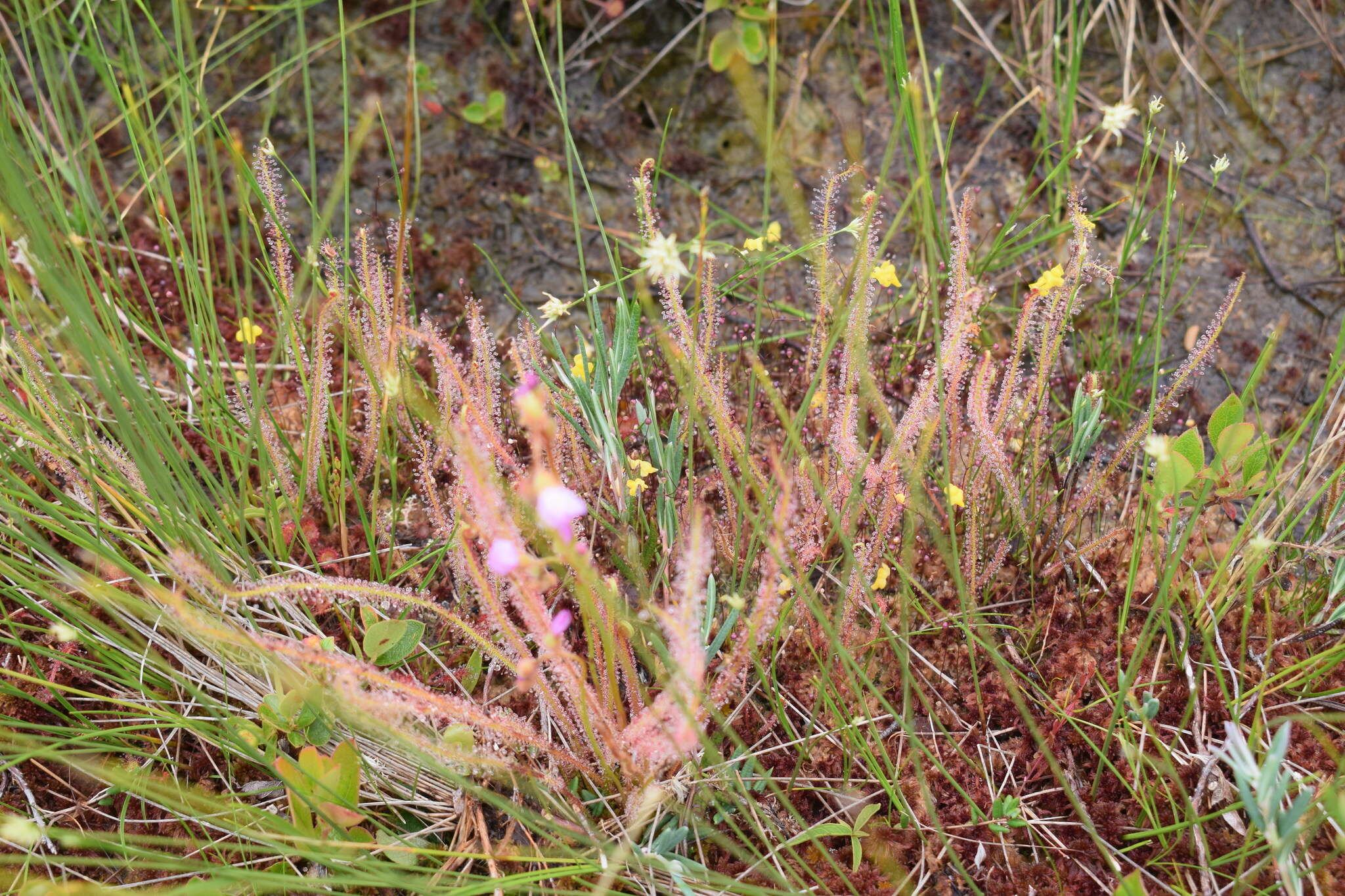 Image de Drosera filiformis var. filiformis