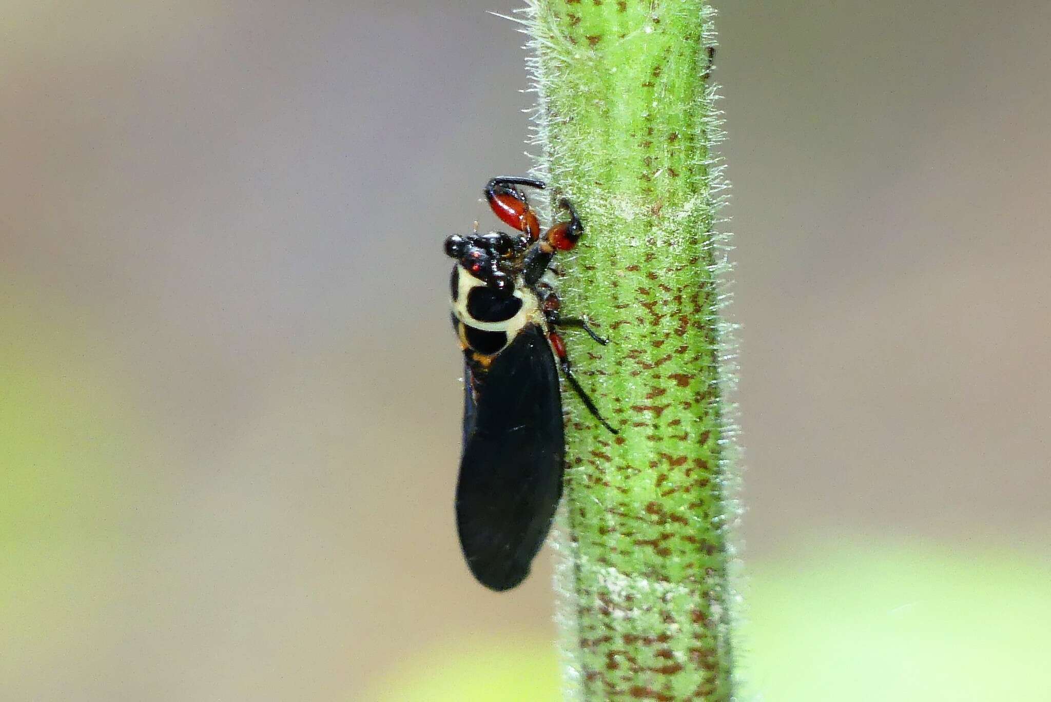 Sivun Scieroptera splendidula (Fabricius 1775) kuva