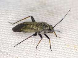 Image of Plant bug