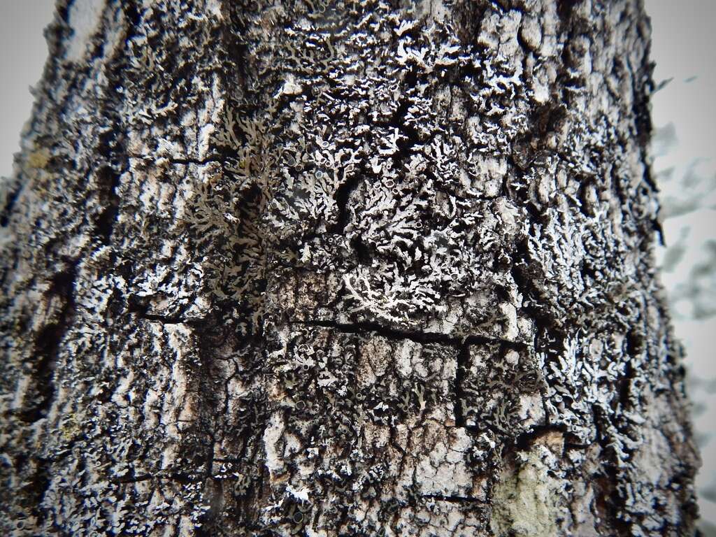 Image of frosted lichen