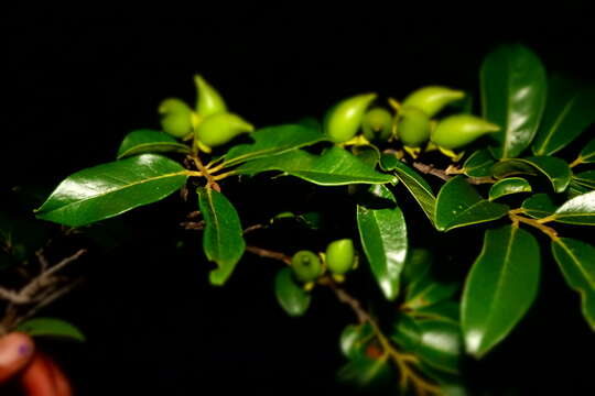 Sivun Diospyros tropophylla (H. Perrier) G. E. Schatz & Lowry kuva