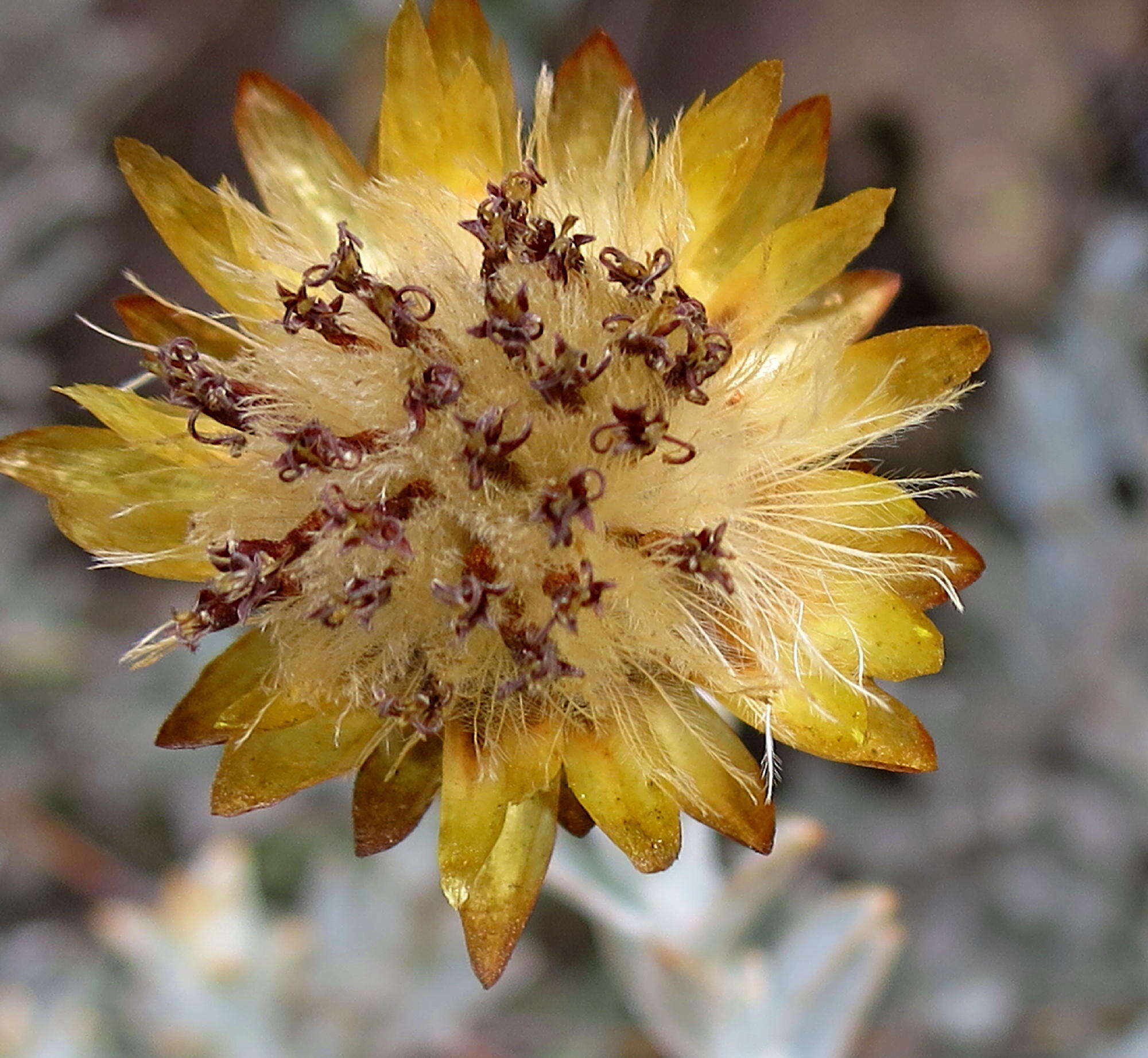 Слика од Syncarpha virgata (Berg.) B. Nord.