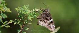 Image de Codatractus bryaxis Hewitson 1867