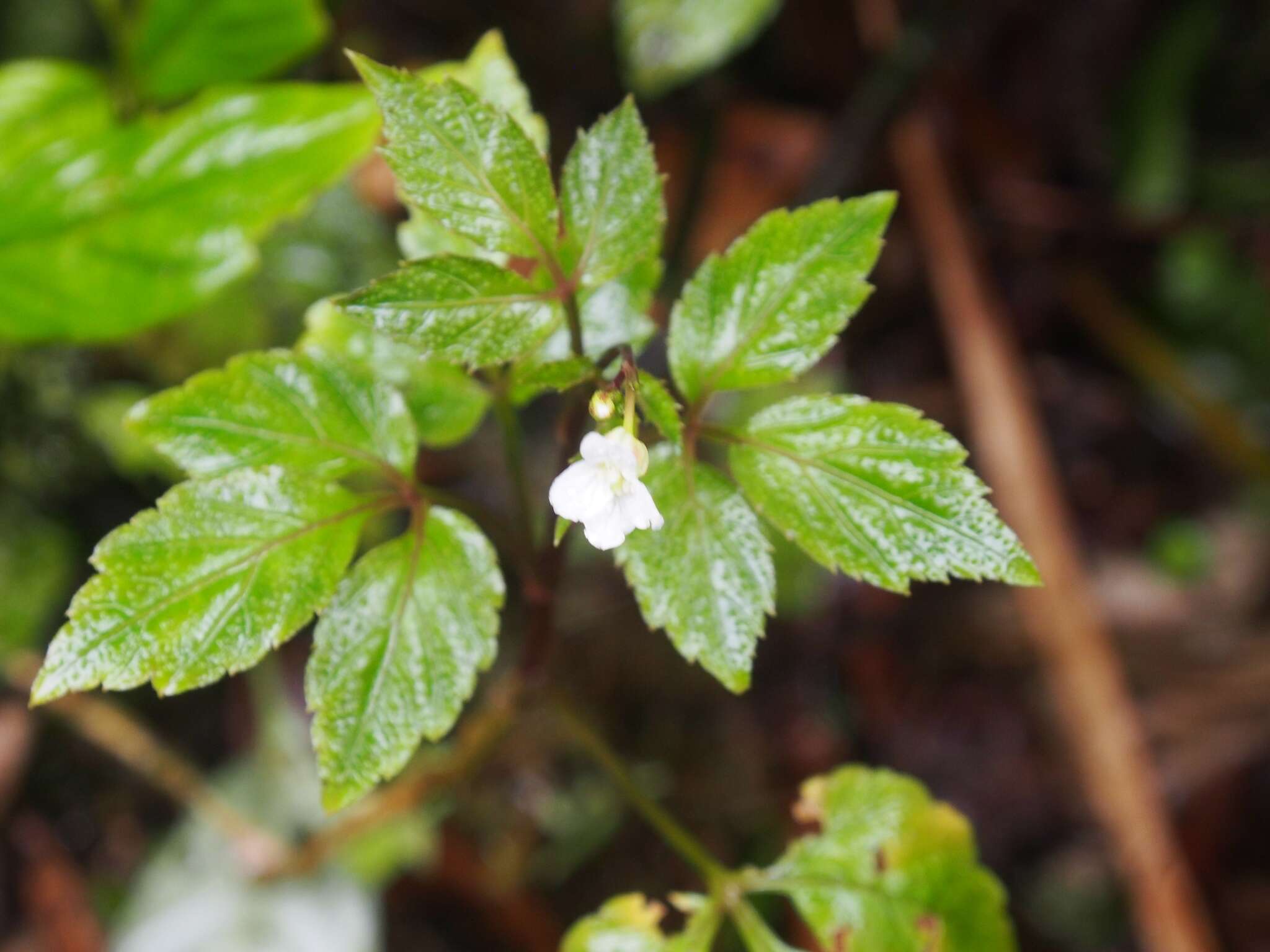 Sivun Cardamine fulcrata Greene kuva