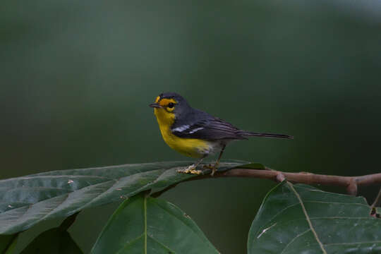 Image of St. Lucia Warbler