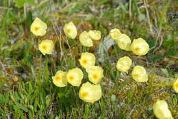 Sivun Papaver macounii subsp. discolor (Hultén) Rändel ex D. F. Murray kuva