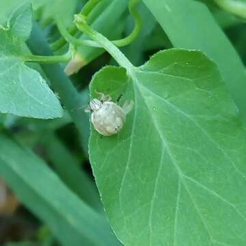 صورة Eysarcoris ventralis (Westwood 1837)