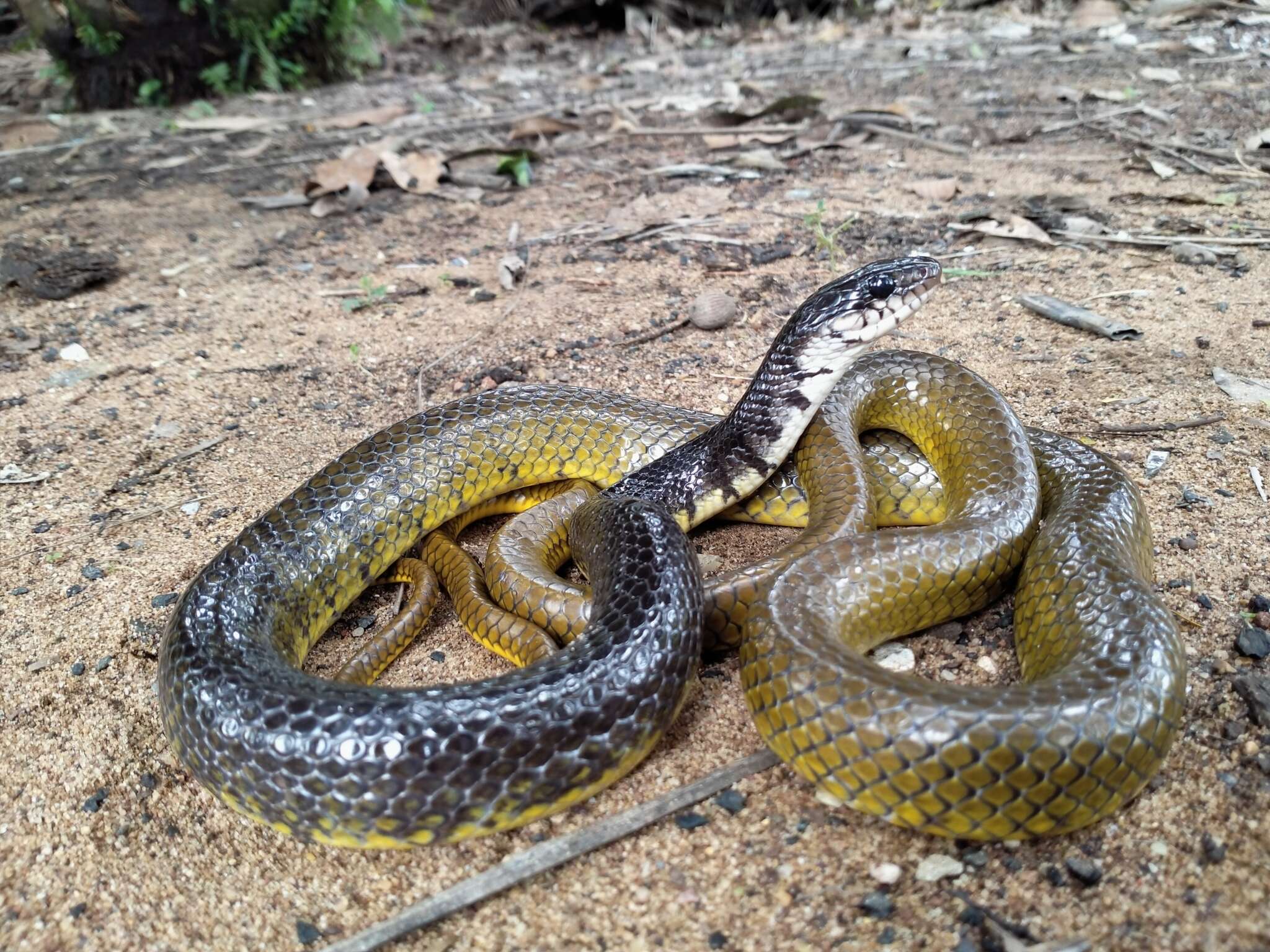 Image of Xenelaphis hexagonotus (Cantor 1847)