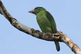 Image of Moustached Barbet