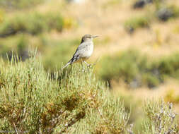 Image of Black-billed Shrike-Tyrant