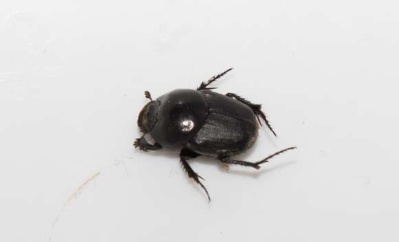 Imagem de Euonthophagus gibbosus (Scriba 1790)