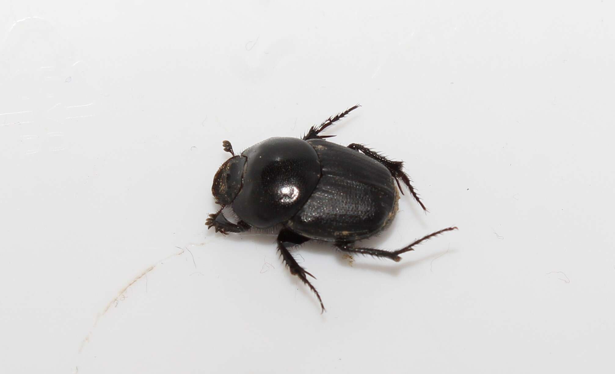 Imagem de Euonthophagus gibbosus (Scriba 1790)