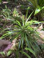 Plancia ëd Dracaena reflexa var. angustifolia Baker