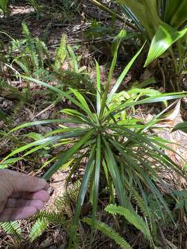 Image of Dracaena reflexa var. angustifolia Baker