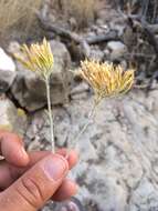 Image of Ericameria nauseosa var. texensis (L. C. Anderson) G. L. Nesom & G. I. Baird