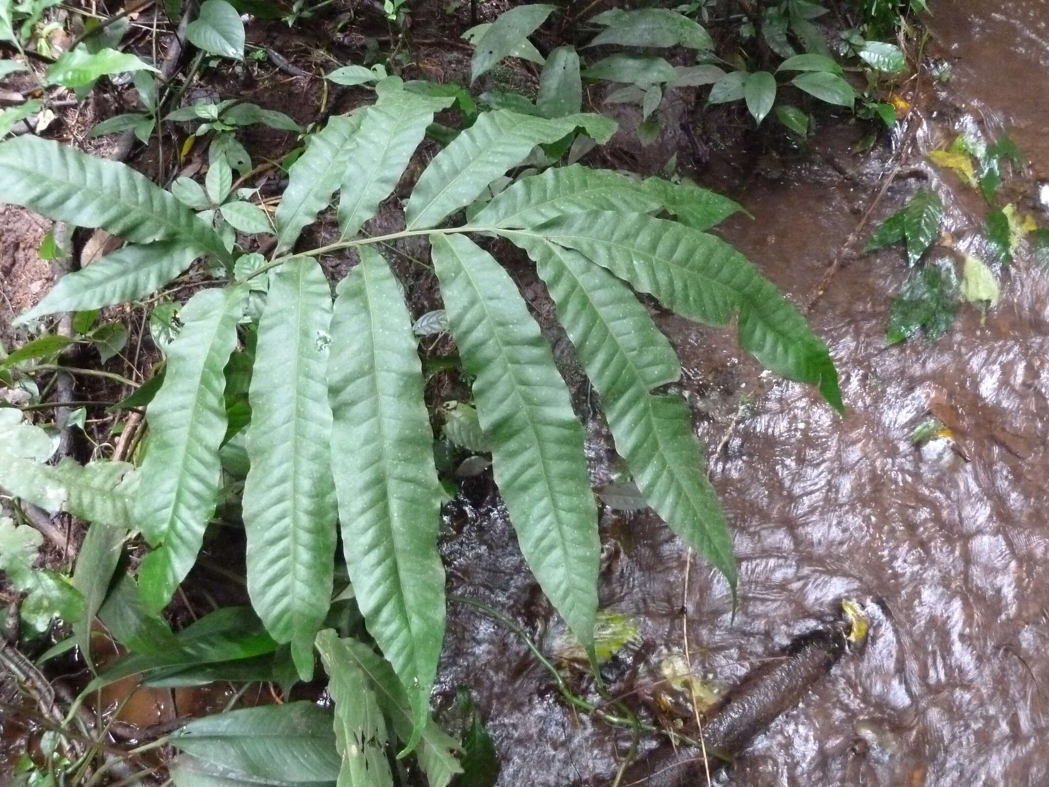 Bolbitis auriculata (Lam.) Alston resmi