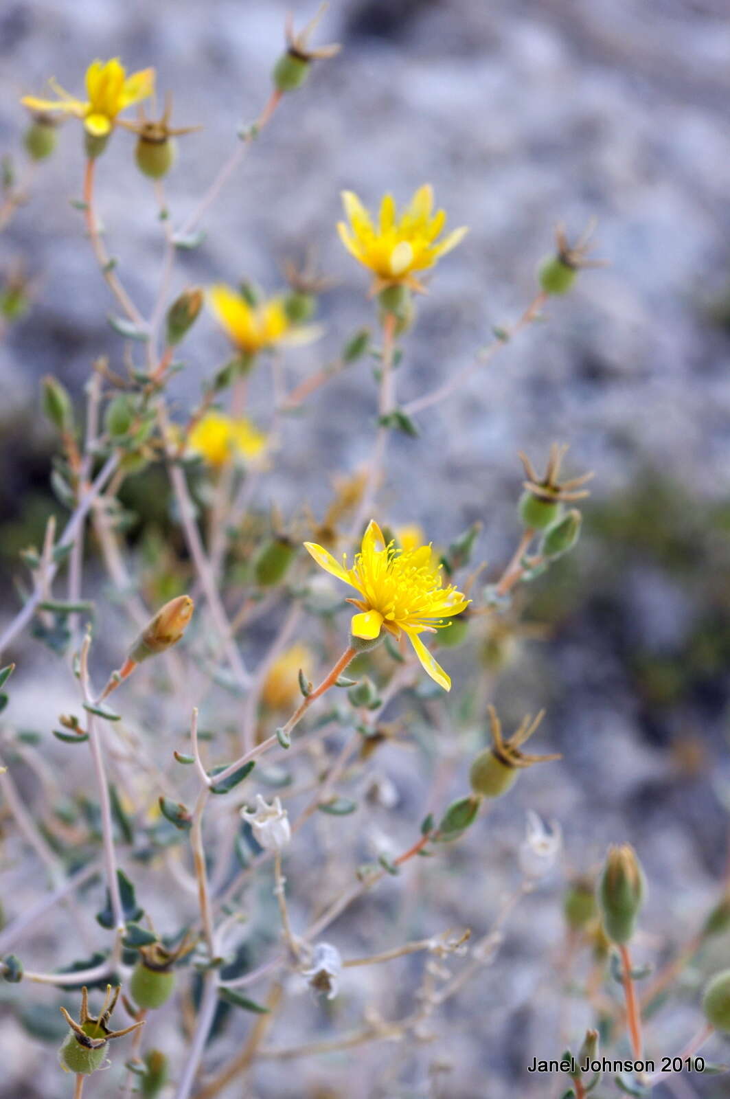 Image of Tiehm's blazing star