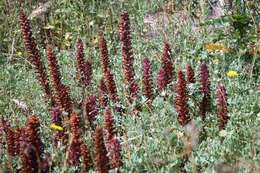 Orobanche sanguinea C. Presl的圖片