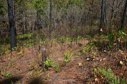 Image of Alabama Cranebrake Pitcherplant