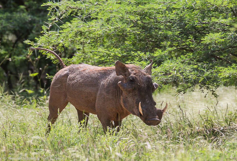 Image of Desert Warthog