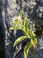 Image of succulent spiderwort