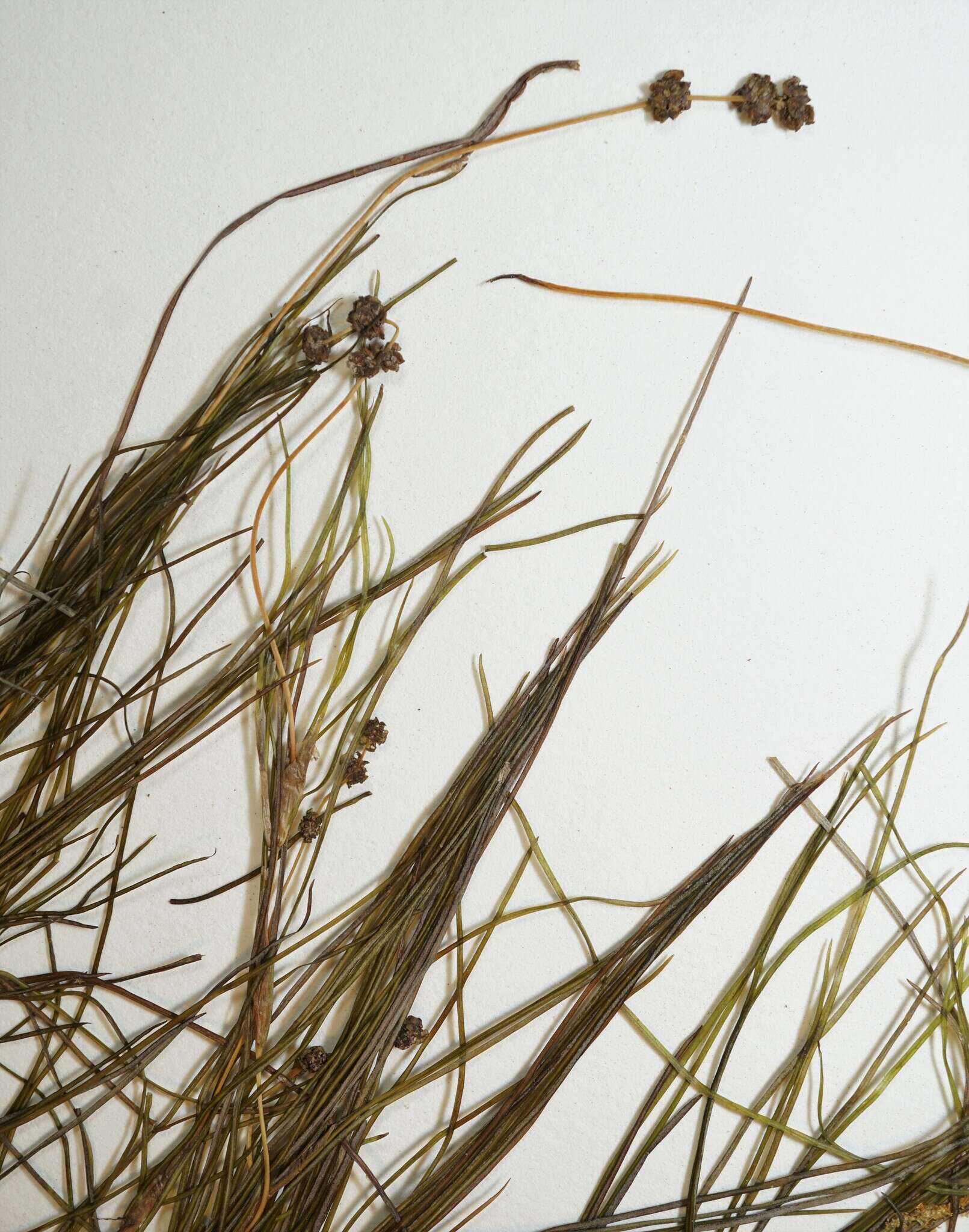 Image of Threadleaf-pondweed