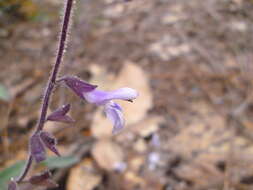 Image of Salvia manantlanensis Ramamoorthy