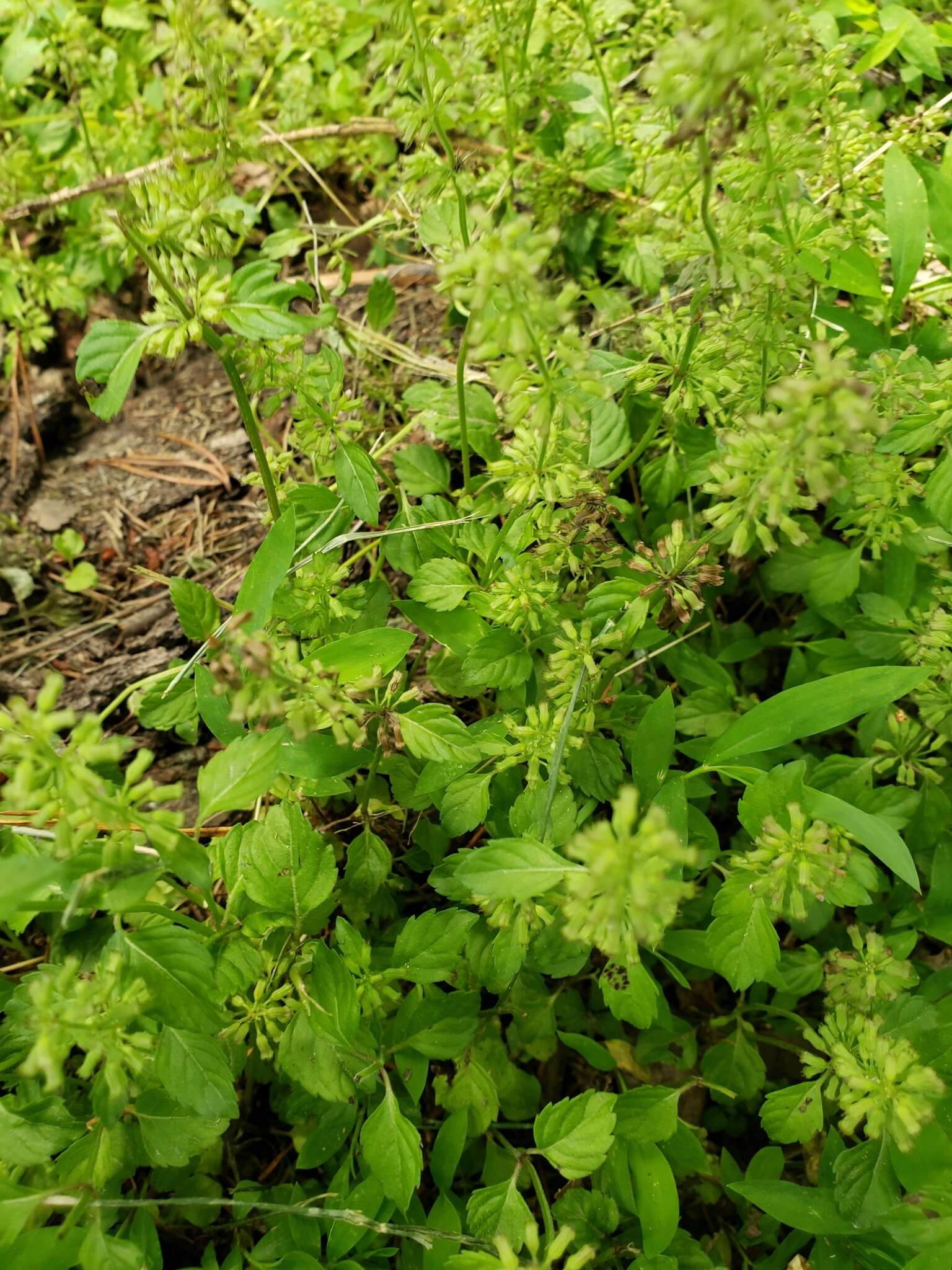 Image de Clinopodium gracile (Benth.) Kuntze