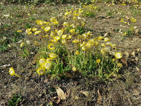 Image of Helichrysum aureum var. monocephalum (DC.) Hilliard