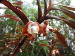 Image of Dendrobium lambii J. J. Wood