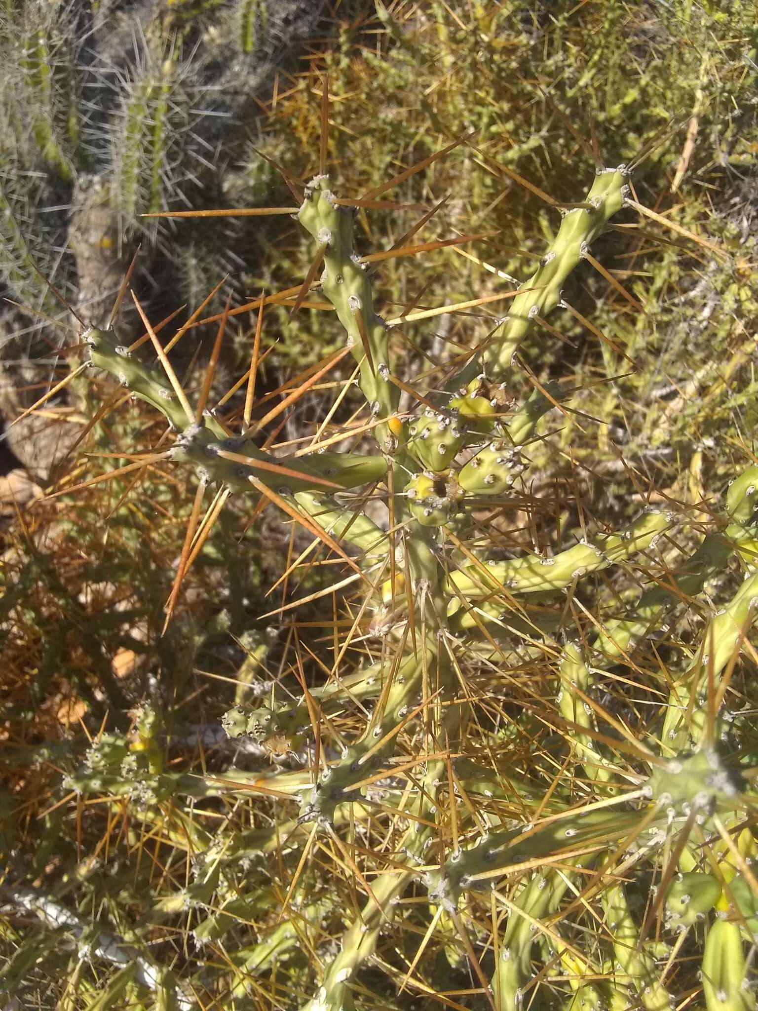 Image de Cylindropuntia caribaea (Britton & Rose) F. M. Knuth