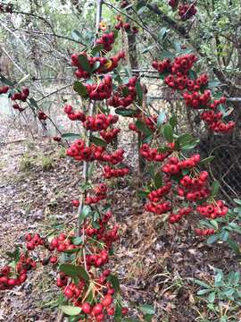 Image de Pyracantha Roem.