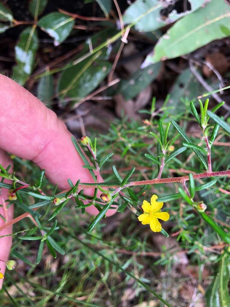 Plancia ëd Hibbertia cistoidea (Hook.) C. T. White