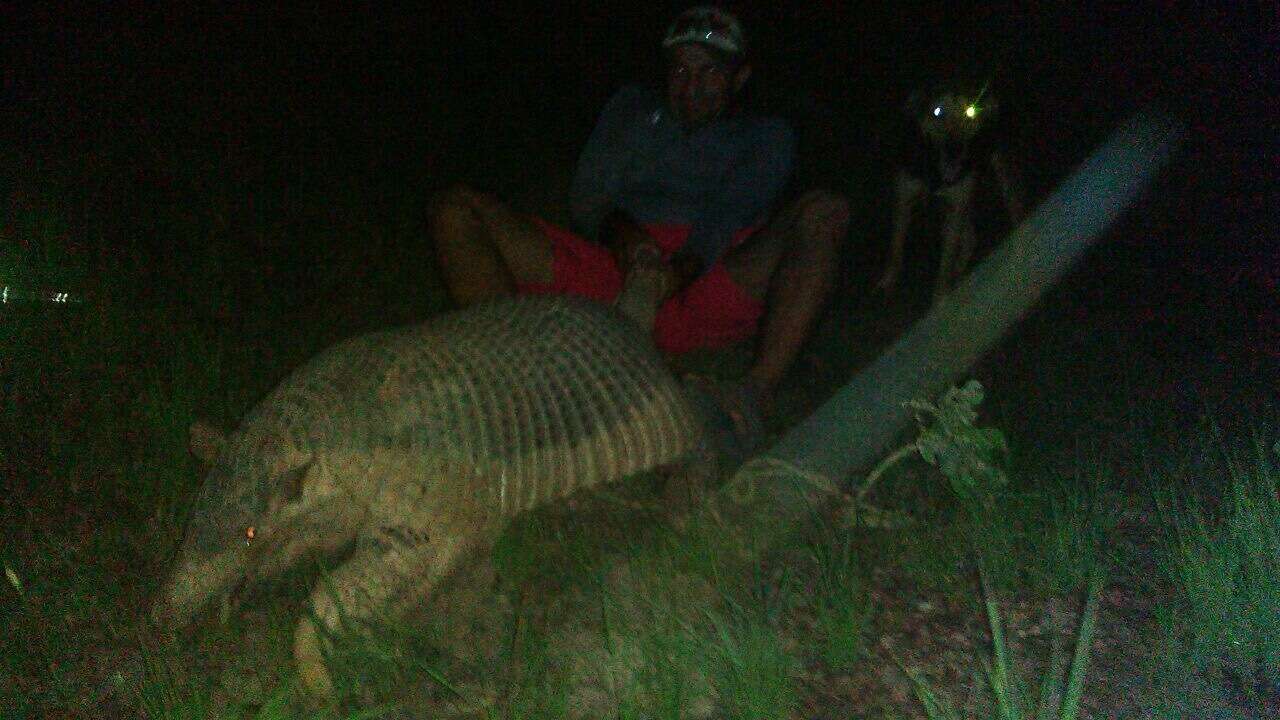 Image of giant armadillo